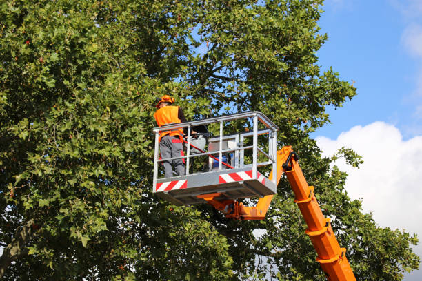 How Our Tree Care Process Works  in Fort Recovery, OH